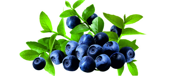 Картинка к статье: Top of the flavors with forest berries. Review from Sunday21.